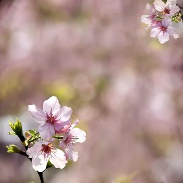 Sakura flower  Stock Photos