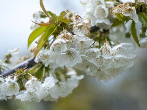 Sakura flower Stock Photos