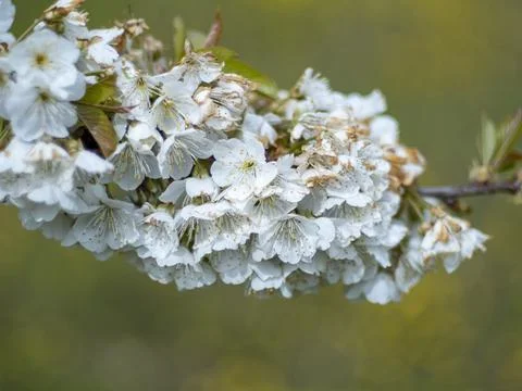 Sakura flower Stock Photos