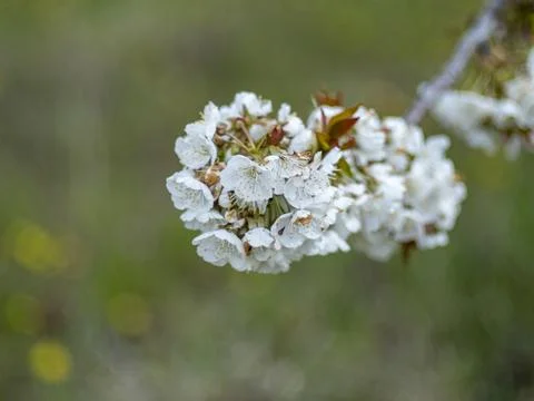 Sakura flower Stock Photos