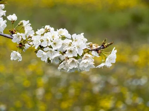 Sakura flower Stock Photos