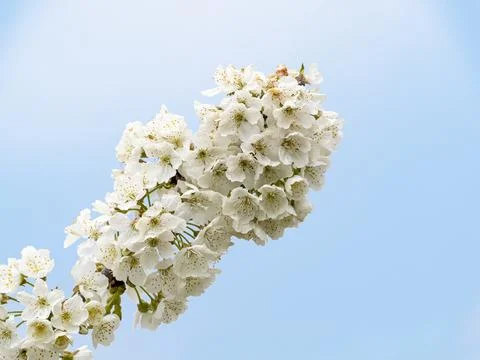 Sakura flower Stock Photos