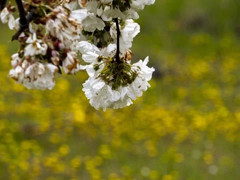 Sakura flower Stock Photos