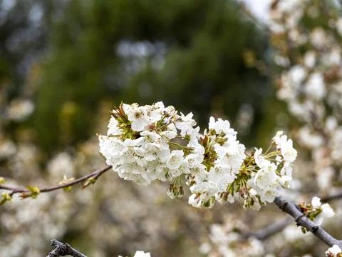Sakura flower Stock Photos