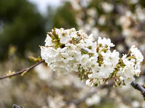 Sakura flower Stock Photos