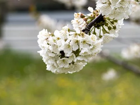 Sakura flower Stock Photos