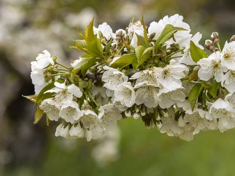 Sakura flower Stock Photos