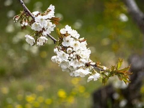 Sakura flower Stock Photos