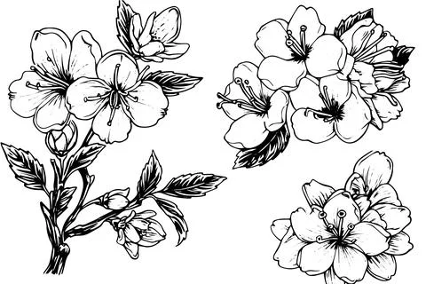 Sakura flower set hand drawn ink sketch. Engraved style vector illustration. Stock Illustration