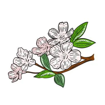 Sakura flower sprig isolated vector illustration Stock Illustration