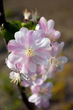 Sakura flower in spring Stock Photos