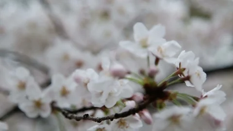 Sakura flower on tree branch in botanical garden Stock Footage 104499188