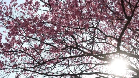 Sakura flower on tree with sunlight Stock Footage 102647780