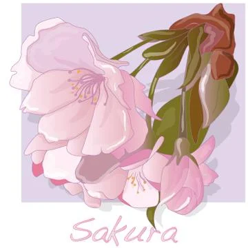 Sakura flower. Vector. Stock Illustration