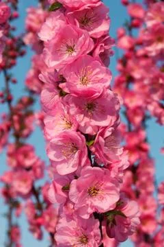 Sakura flowering Foto stock