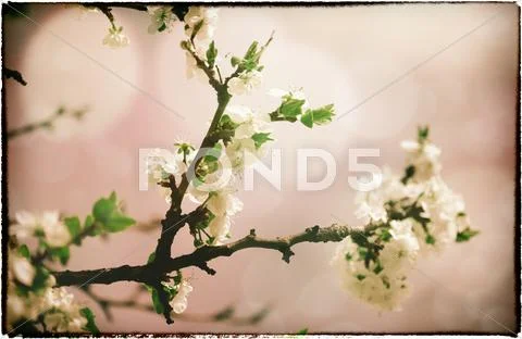 Sakura flowers. abstract asian grungy backgrounds for your design Stock Photos