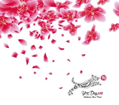 Sakura flowers background. Cherry blossom isolated white background. Chinese  Stock Illustration