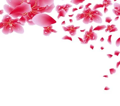 Sakura flowers background. Cherry blossom isolated white background. Chinese  Stock Illustration