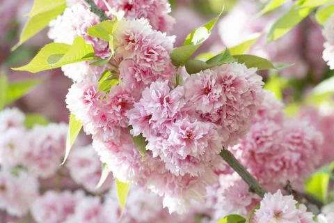 Sakura flowers background 스톡 사진