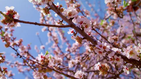 Sakura flowers bloom in spring. Pink flowers against the blue sky. Stock Footage 231598722