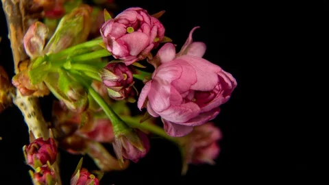 Sakura flowers bunch on pink background. Beautiful opening pink sakura flower Stock Footage 128648151