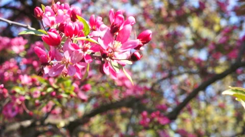 Sakura flowers close up Stock Footage 49538738
