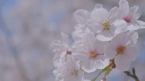 Sakura flowers close up Stock Footage 91112001