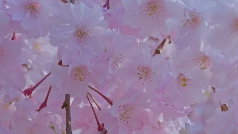 Sakura flowers close up Stock Footage 91114518