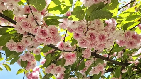 Sakura flowers close-up Stock Footage 274358006