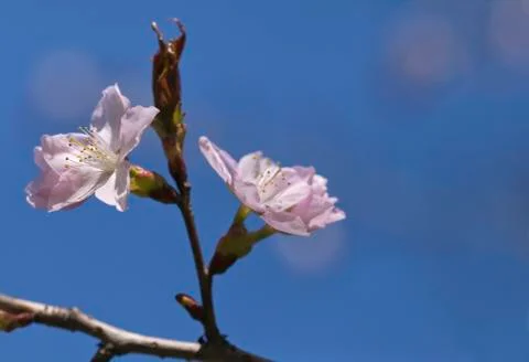 Sakura flowers, close-up Stock Photos