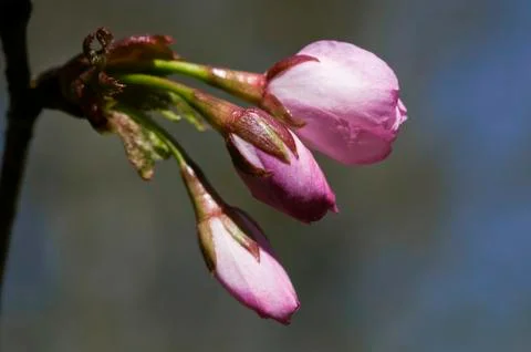 Sakura flowers, close-up Stock Photos