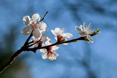 Sakura flowers, close-up Stock Photos
