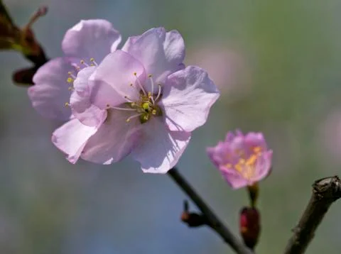 Sakura flowers, close-up Stock Photos