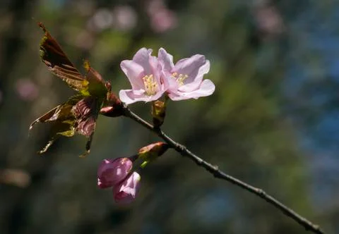 Sakura flowers, close-up Stock Photos