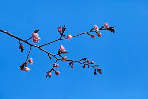 Sakura flowers, close-up Stock Photos