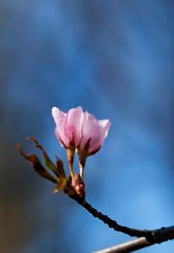 Sakura flowers, close-up Stock Photos