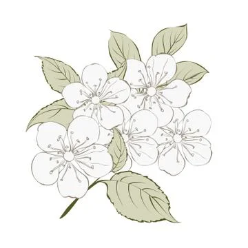 Sakura flowers elements. Illustrazione stock