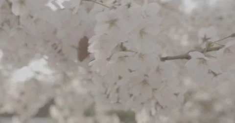 Sakura flowers Vídeos de archivo 177759293