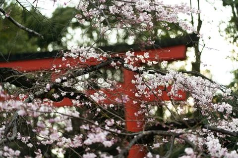 Sakura flowers in front of a japanese Tori cheery blossom Stock Photos