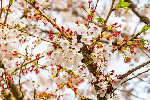 Sakura flowers in full bloom with soft natural background in springtime 写真素材