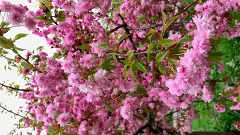 Sakura flowers in the garden Stock Footage 238942782