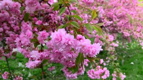 Sakura flowers in the garden Stock Footage 238942791