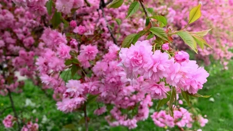 Sakura flowers in the garden Stock Footage 238942803