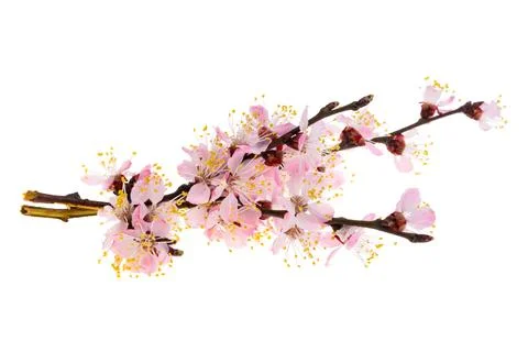 Sakura flowers isolated Stock Photos