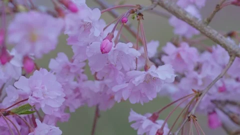 Sakura flowers in the mountain Stock Footage 91113819