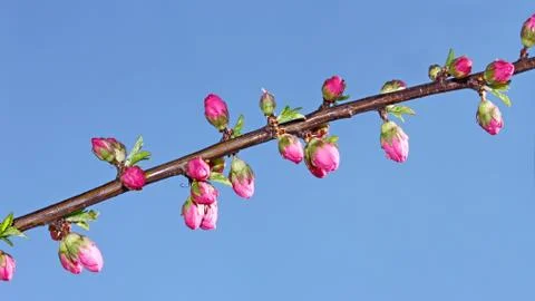 Sakura flowers that opened Stock Photos