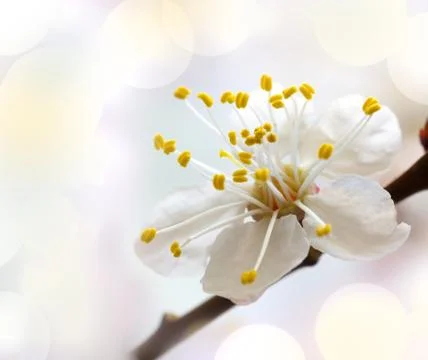 Sakura flowers Stock Photos
