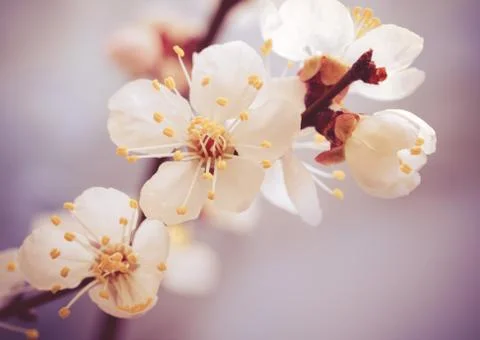 Sakura flowers Stock Photos