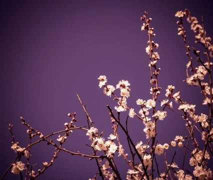 Sakura flowers Stock Photos