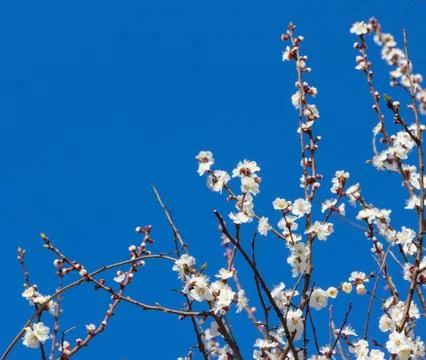 Sakura flowers Stock Photos